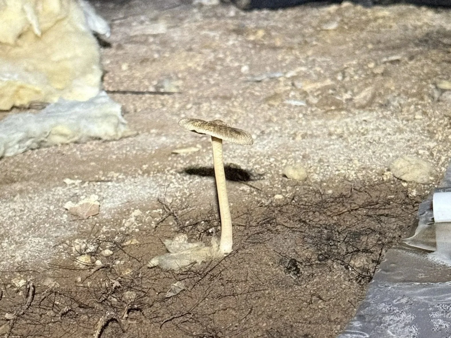 A mushroom growing from exposed soil inside a damp Gastonia crawl space before encapsulation.