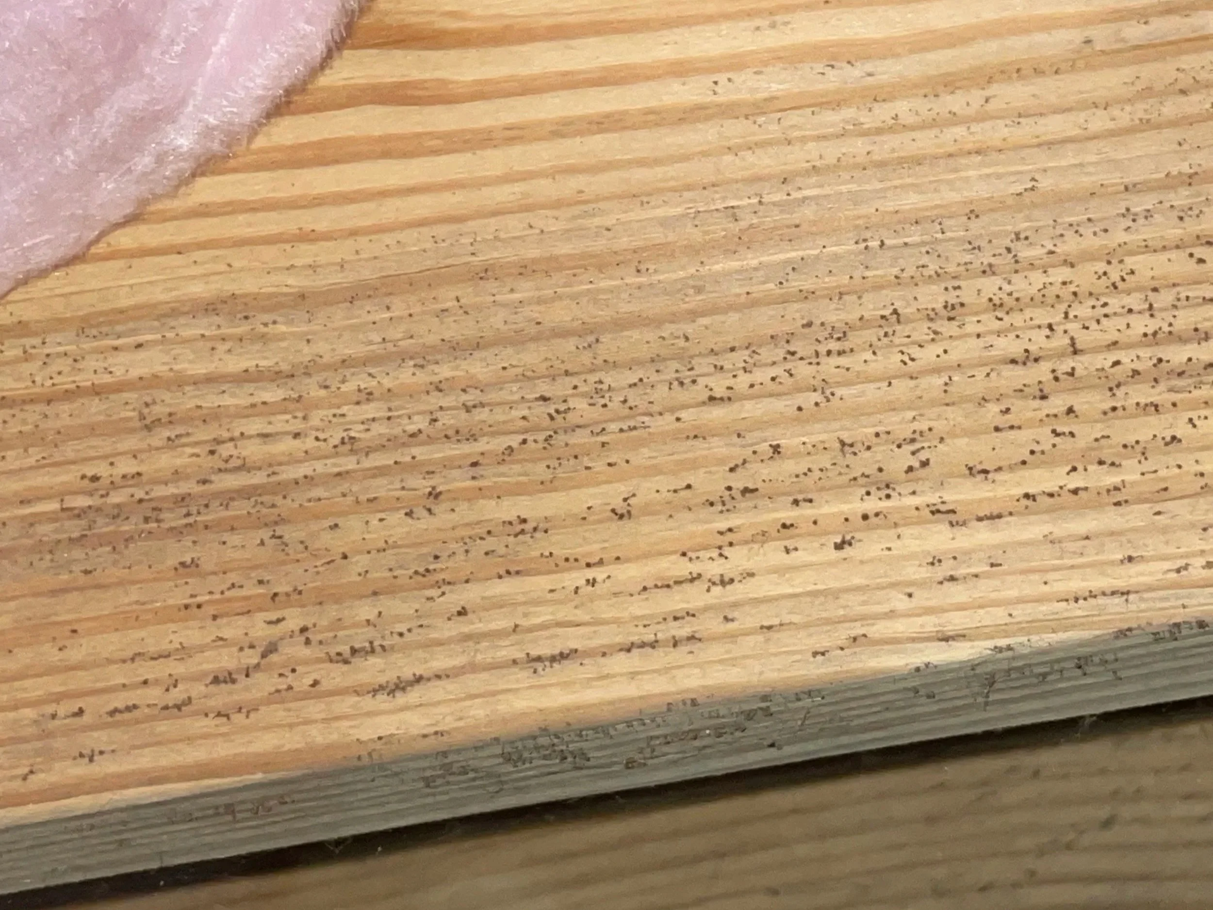 Mold or fungal growth on a crawl space floor joist near fiberglass insulation, indicating moisture or high humidity under the home.