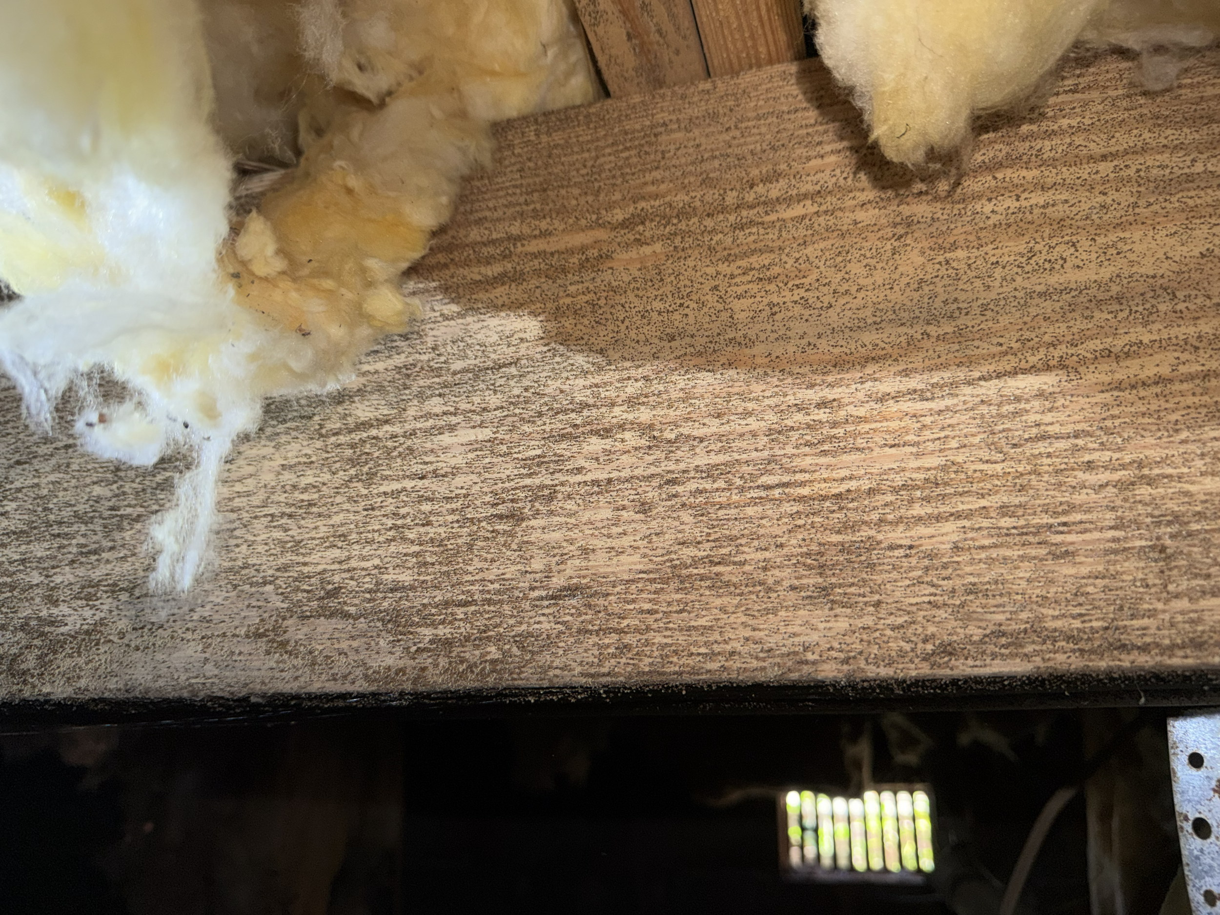 Mold and fungal growth on crawl space floor joists beside damaged insulation, showing moisture conditions that can lead to wood decay and indoor air quality concerns