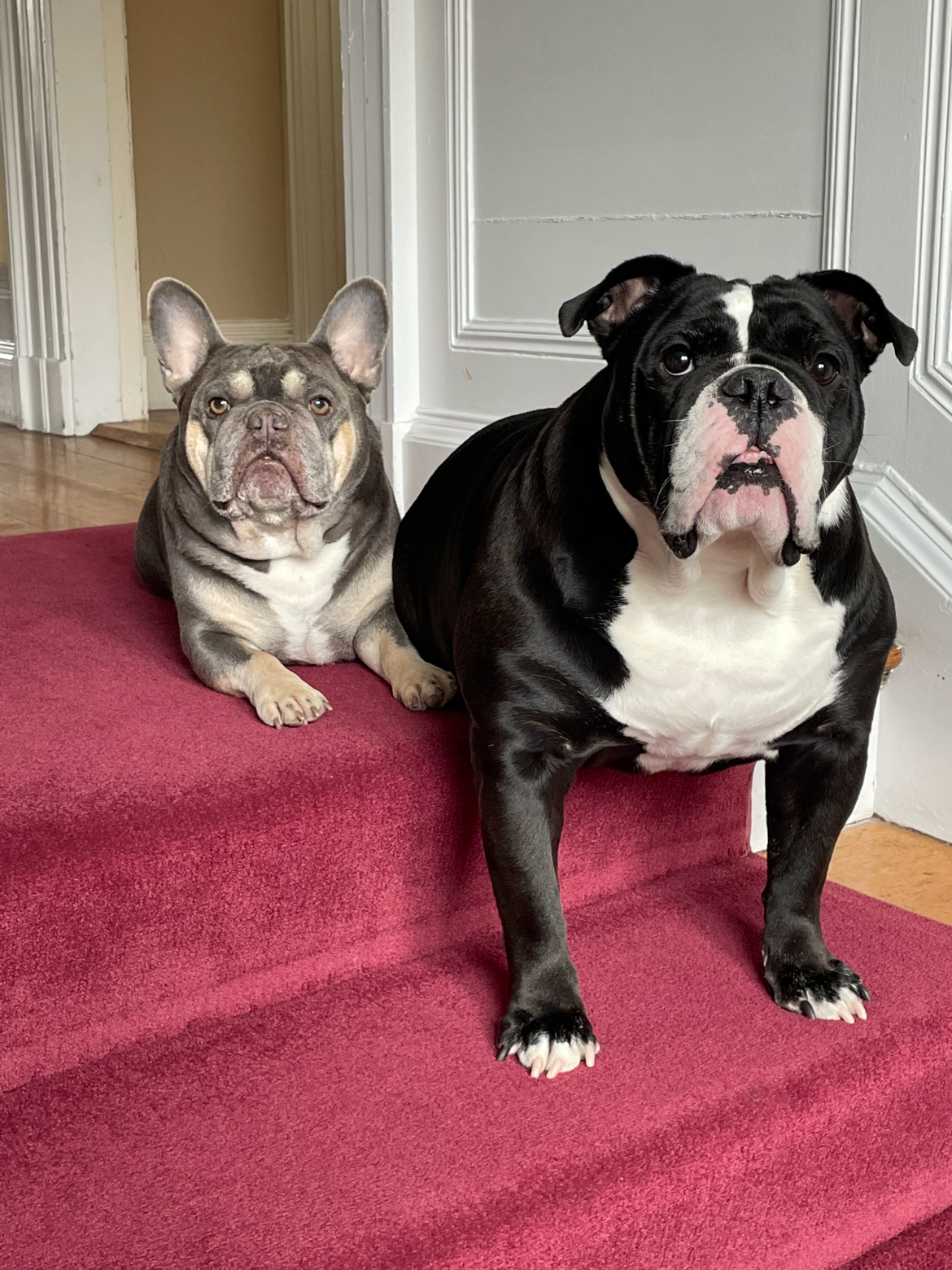 A French Bulldog and a Boston Bulldog resting on a red carpeted staircase in a home.