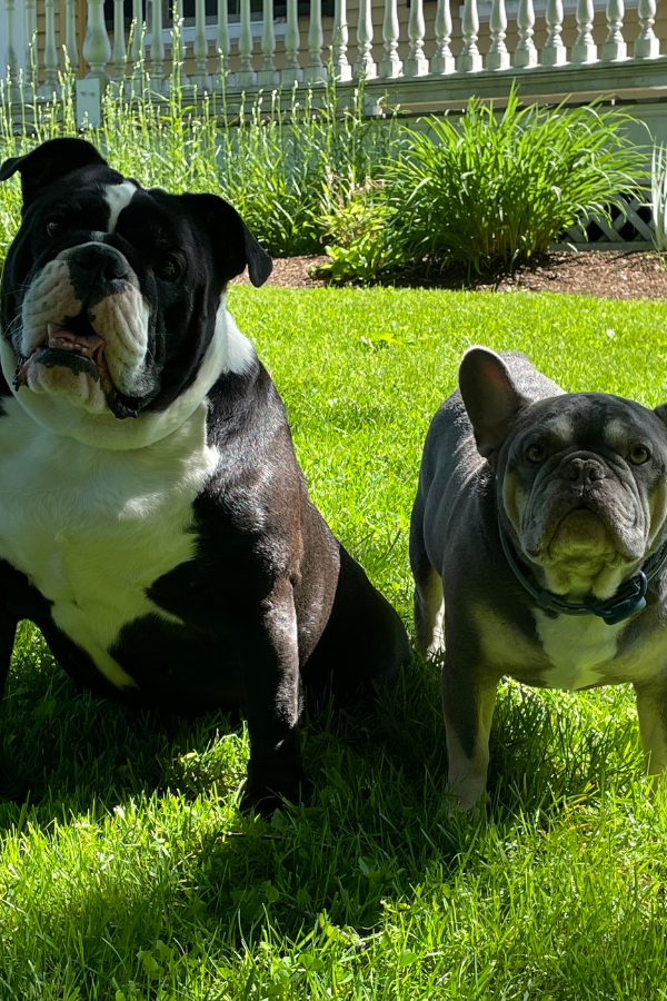 Two French Bulldogs sitting on a grassy lawn in a backyard with a white porch railing and green plants in the background.