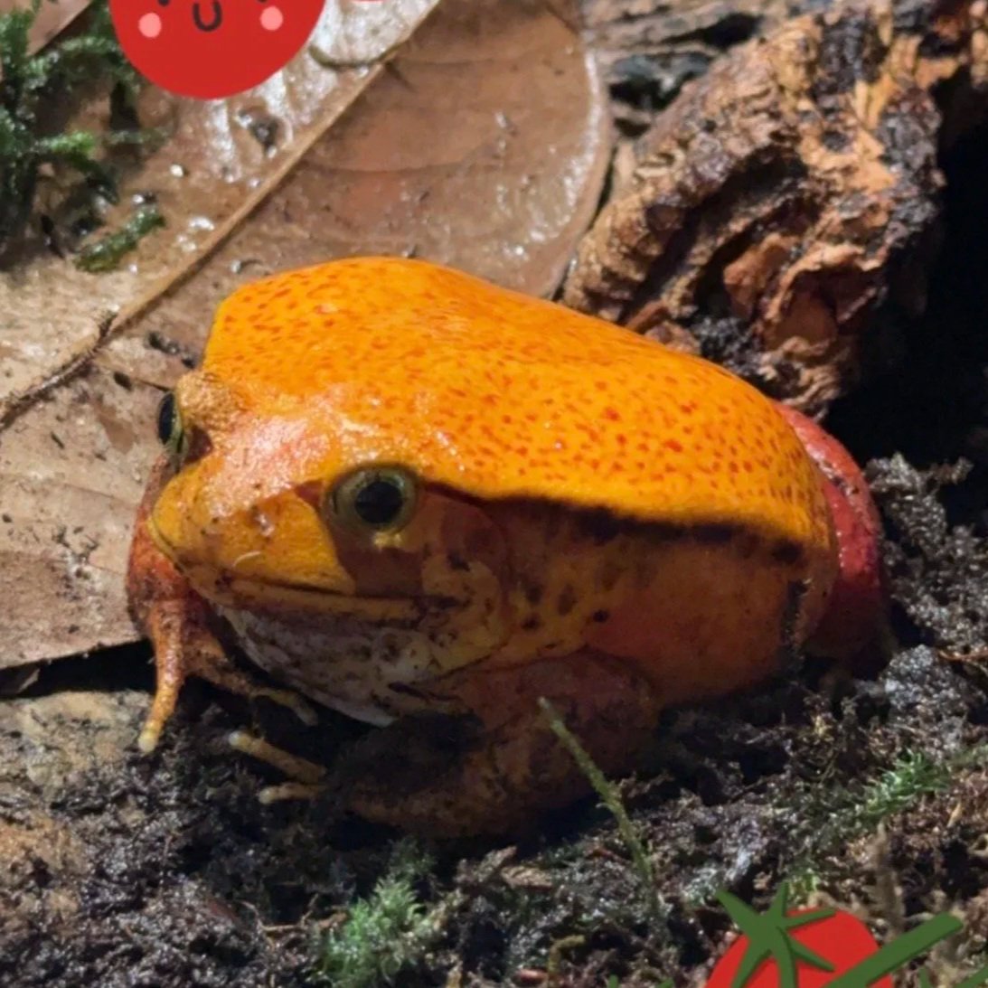 A colorful frog with orange and red speckled skin on, surrounded by leaves and small plants.