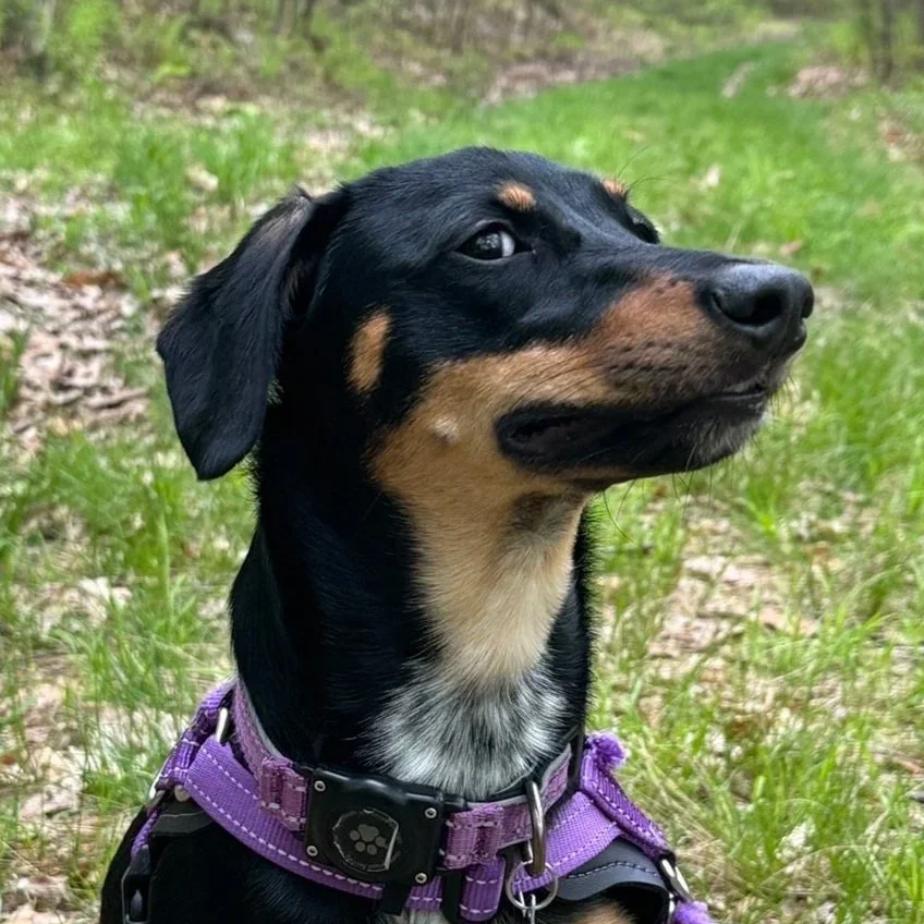 A black and tan dog wearing a purple harness outdoors on grass and dirt, looking to the side.