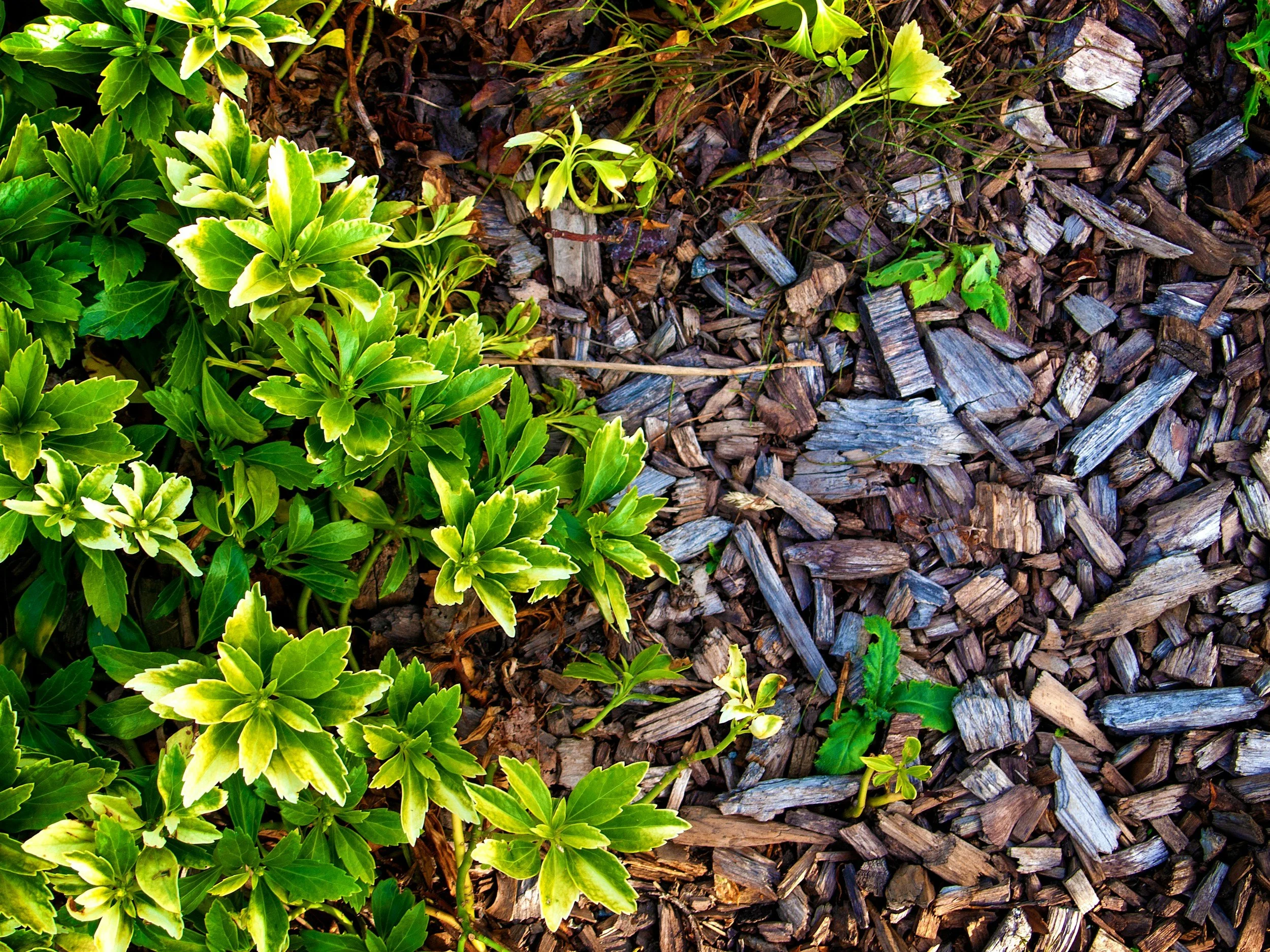 A garden bed with brown mulch, green plants, and purple and yellow flowers, including a silver-gray dusty miller plant in the center.