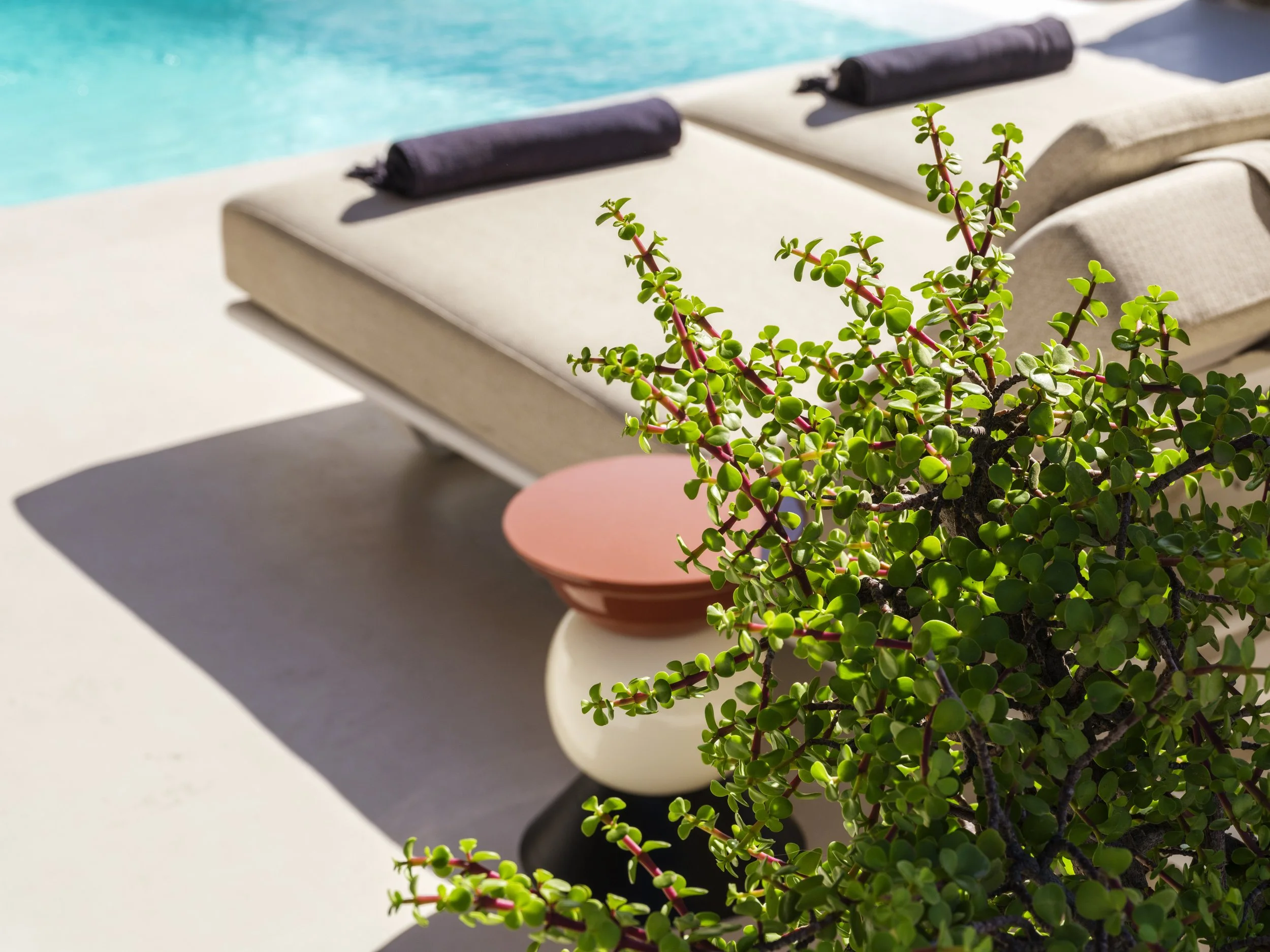 A potted green succulent plant with small round leaves on a white tabletop in front of a swimming pool with blue water. Two beige lounge chairs with dark towels are visible in the background.