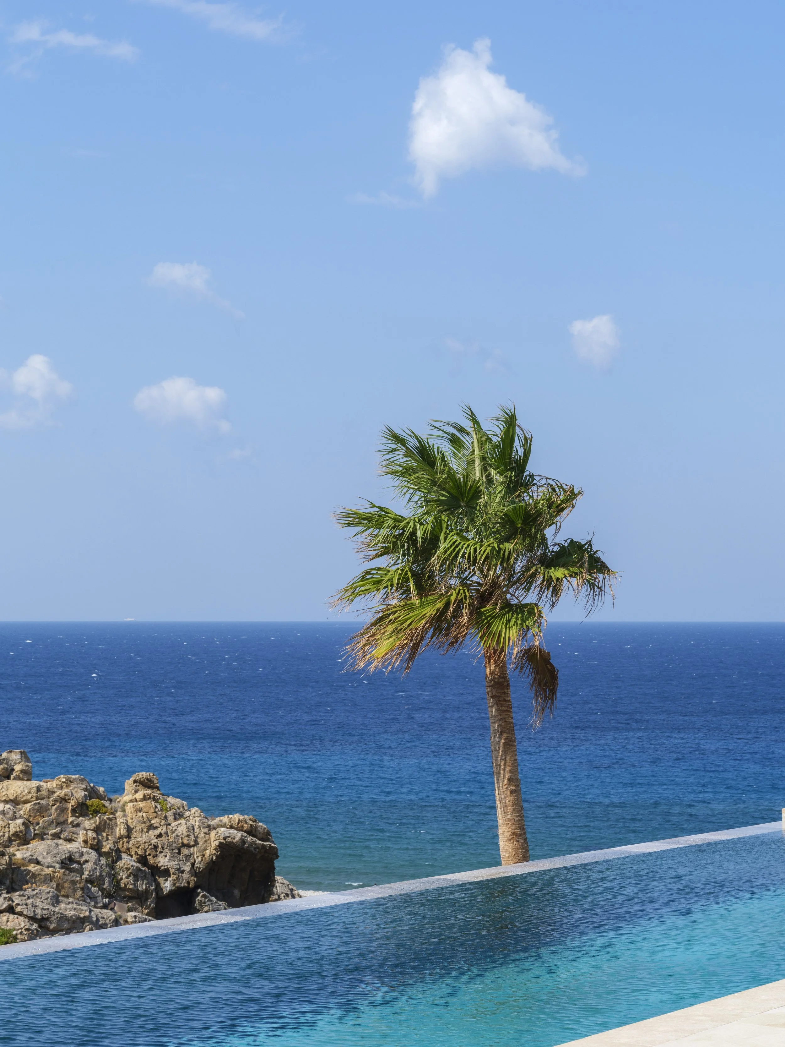 A palm tree by the ocean with a blue sky and a few clouds overhead, calm ocean waves, and rocky shoreline.