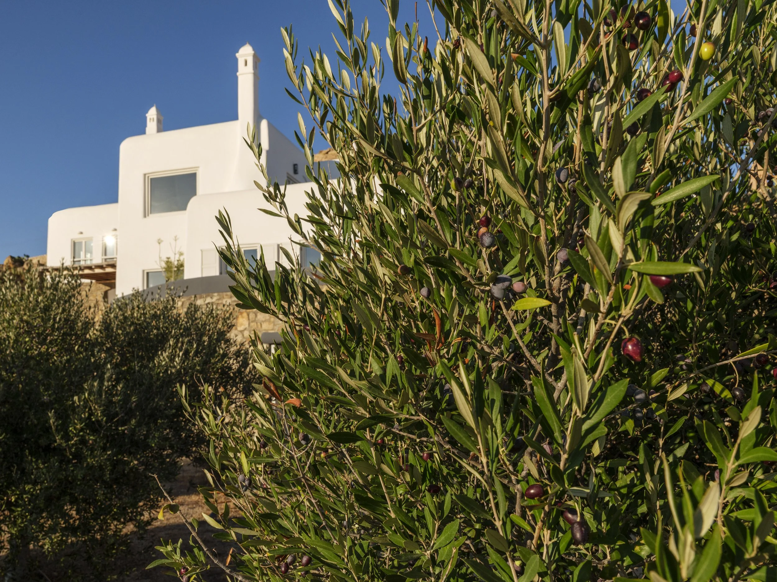 A white building with multiple levels and small chimneys, partially obscured by a bush of green leaves and purple berries, under a clear blue sky.