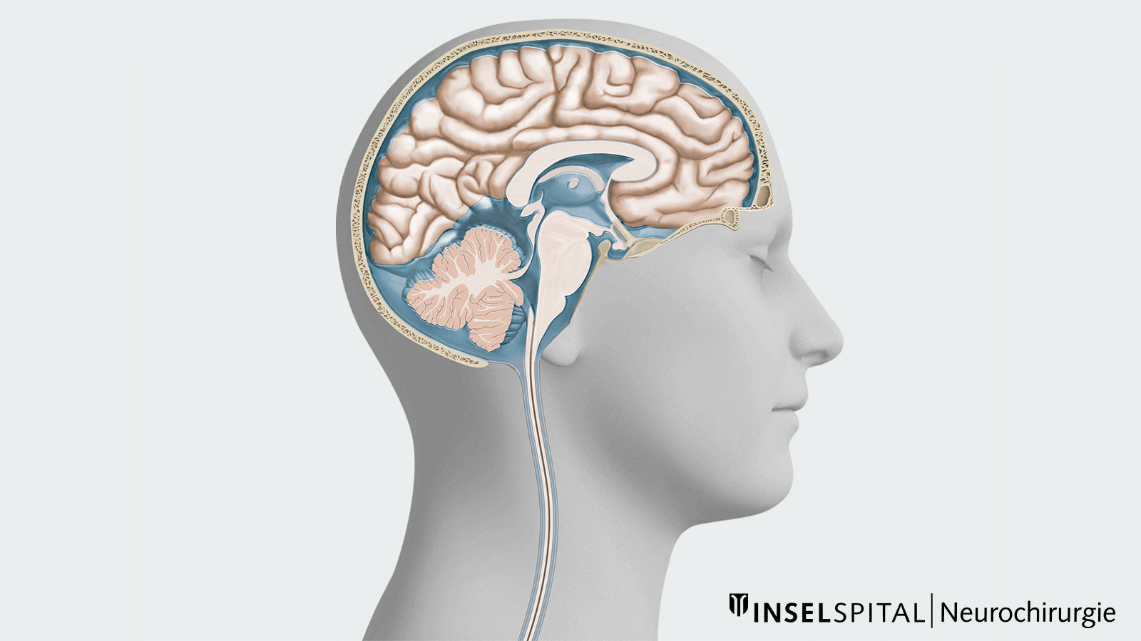 Illustration schématique de la coupe sagittale de la tête montrant le cerveau, le cervelet, le tronc cérébral et le conduit spinal, avec un fond neutre et le logo de l'hôpital INSER en bas à droite.