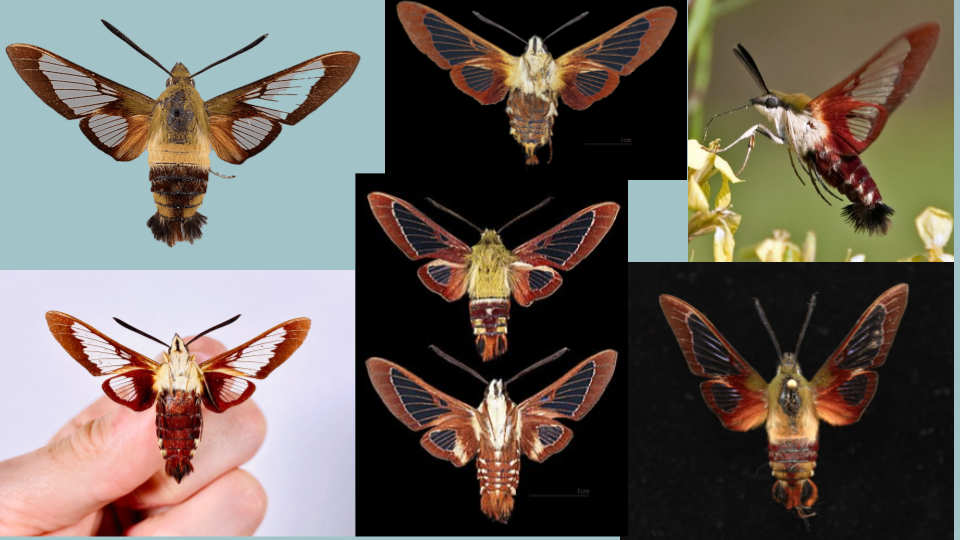 A collage of six images showing various hummingbird hawk-moth species with brown, orange, and yellow wings and bodies, in different poses and backgrounds.