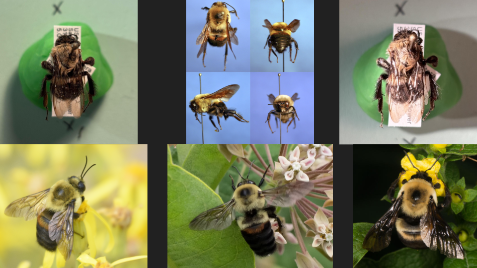 Collection of various bees and a wasp, including close-up images of bee specimens pinned for display, a honey bee on flowers, and multiple honey bees and a wasp around flowers.