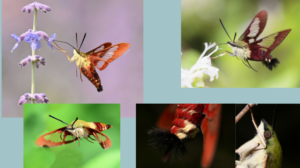 Collage of five photos of hummingbirds and moths feeding on flowers.
