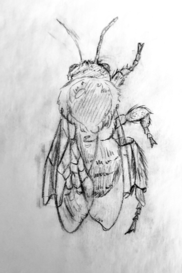 A pencil sketch of a bee.