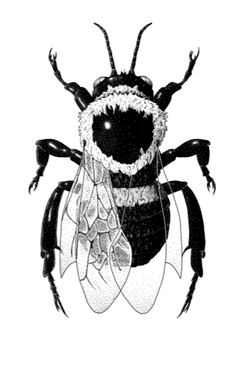 Detailed black-and-white illustration of a bee with visible wings, legs, and antennae.