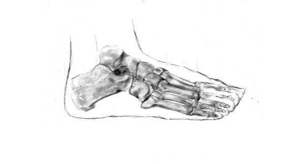 Black and white sketch of a human ankle and foot bones.