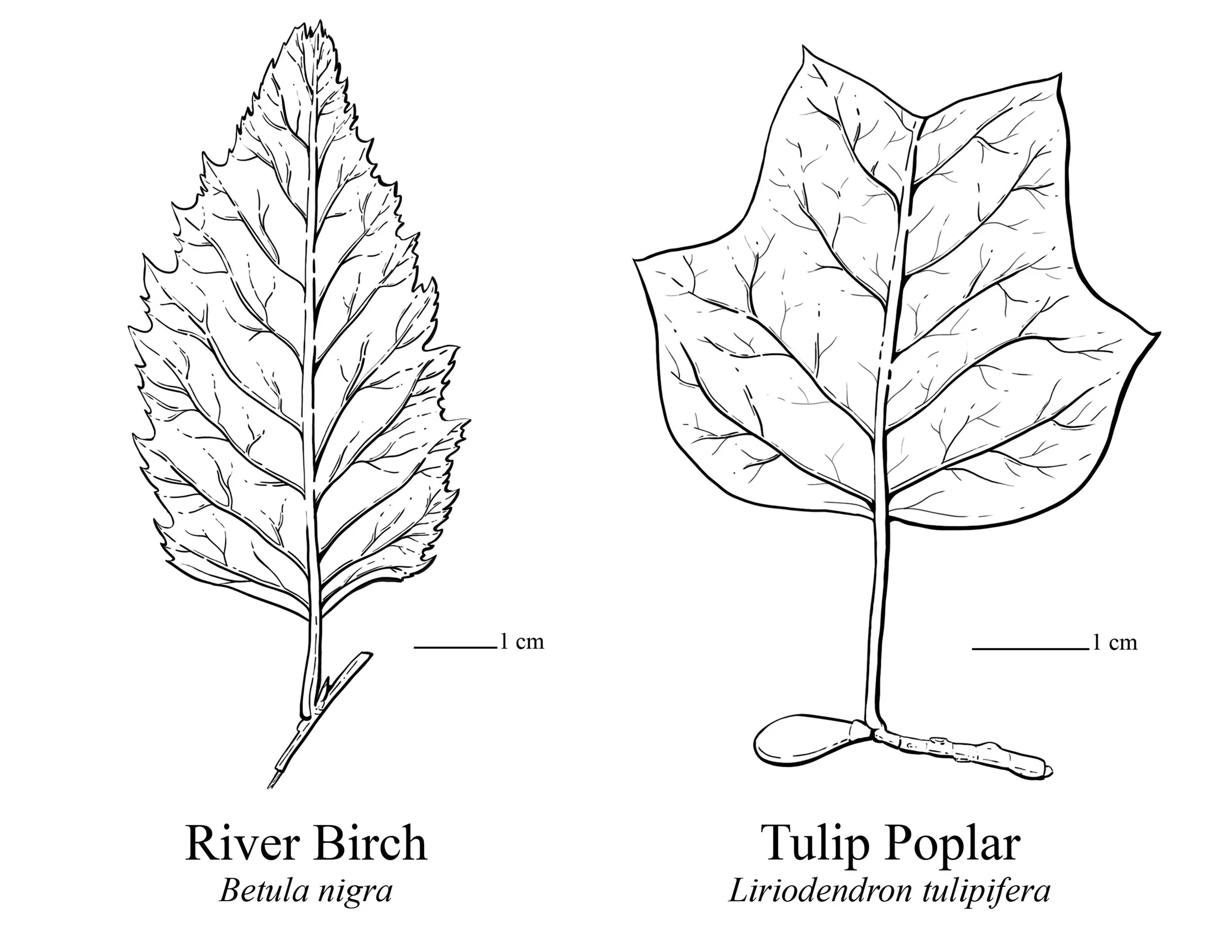 4_leaves FINAL_thai.jpg