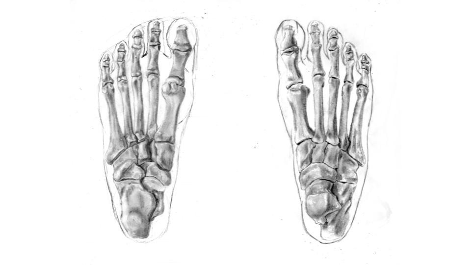 Drawing of two human hands with skeletal structure visible, viewed from the top.