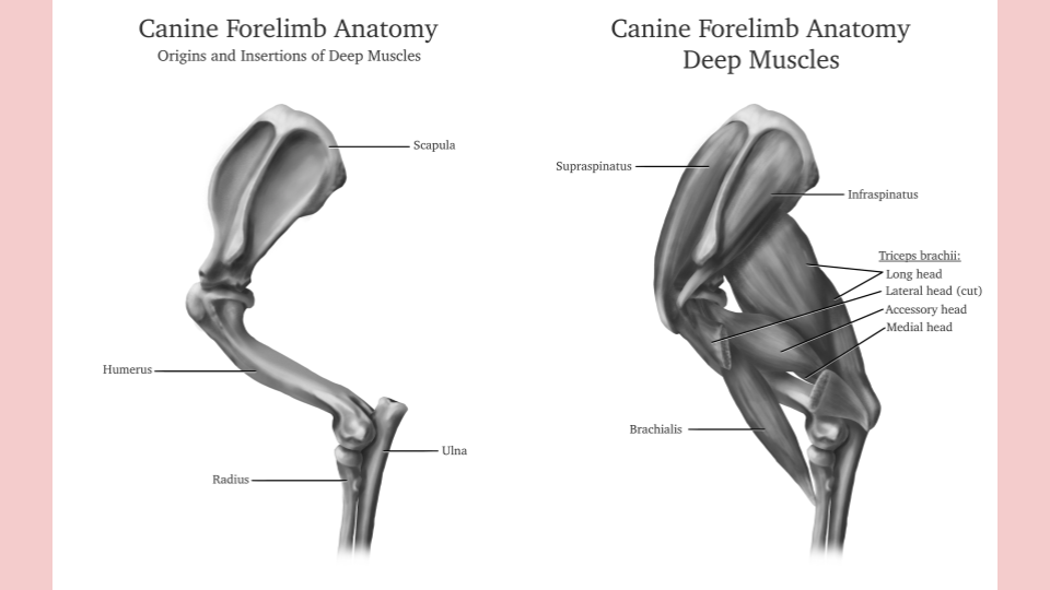Diagram of canine forelimb anatomy showing bones and deep muscles, including scapula, humerus, ulna, radius, supraspinatus, infraspinatus, triceps brachii, and brachialis.