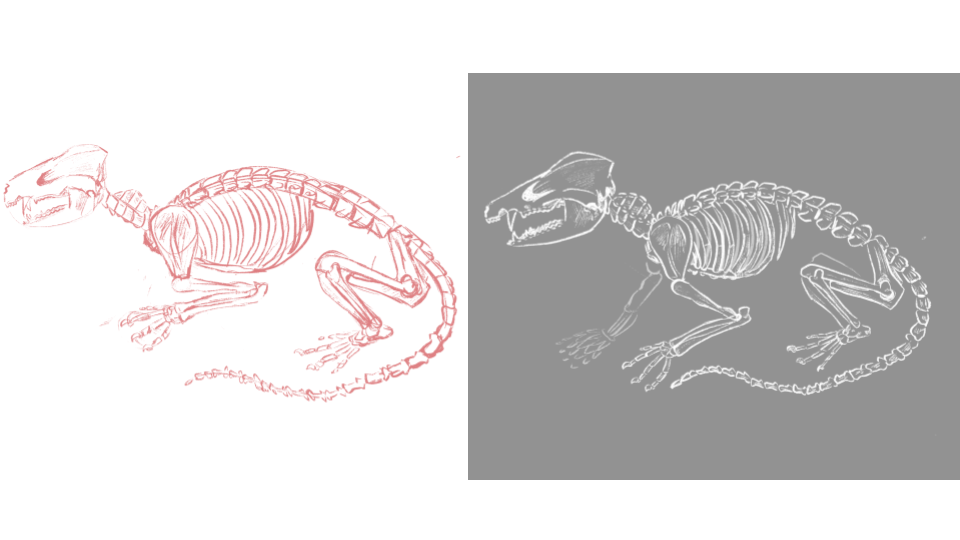 A split image of a fish skeleton outline, with a red line drawing on a white background on the left and a white outline of a fish skeleton on a gray background on the right.