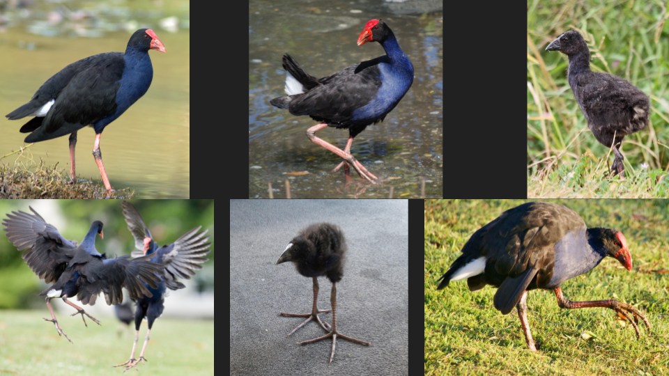 Six different pictures of turkeys and young turkeys, including wild and domesticated varieties in outdoor and indoor settings.