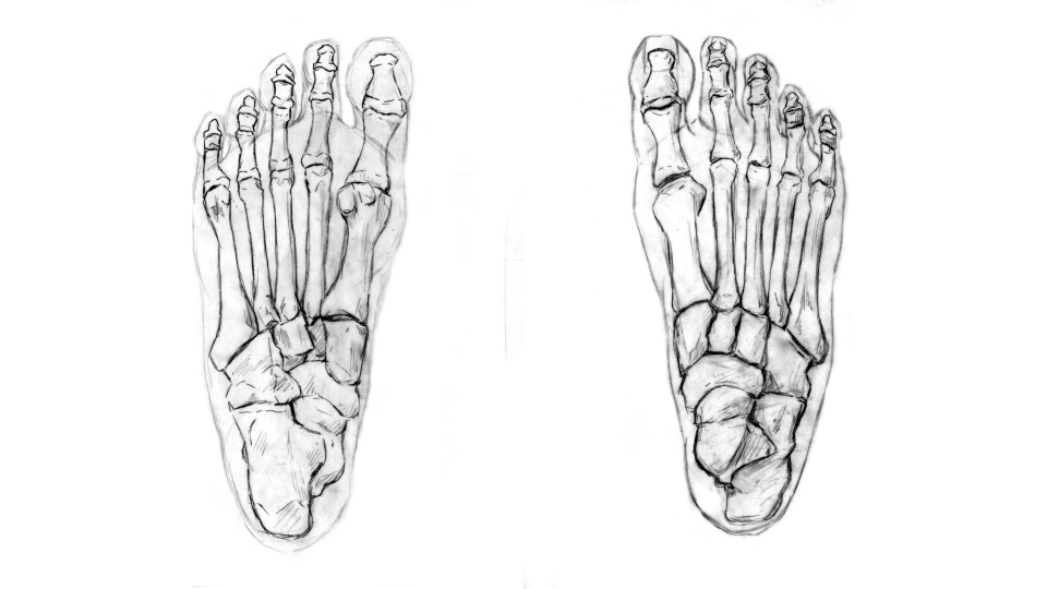 Sketch of human foot bones, front view, with detailed toe and heel bones