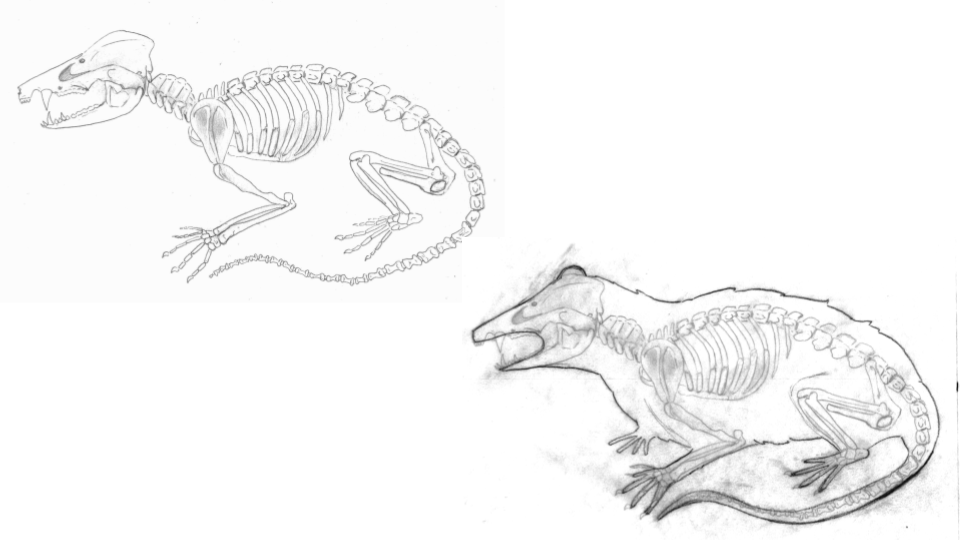 Sketch of a rodent skeleton and a detailed drawing of a rat's skeleton with a body, head, and limbs.