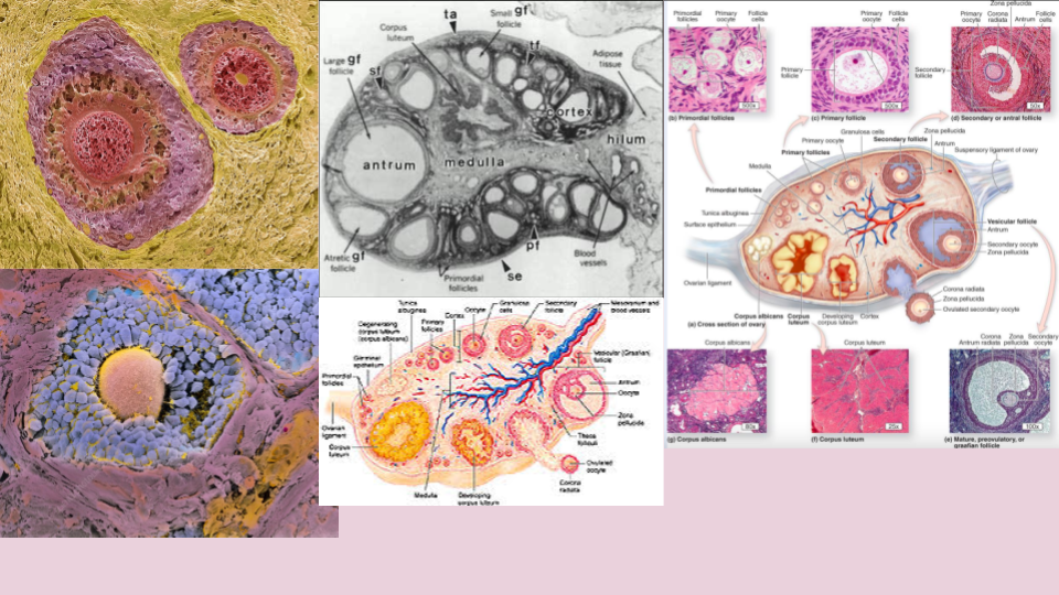 Compilation of diagrams and images of ovarian follicles, showing their structure at different stages of development, including microscopic views and labeled illustrations.