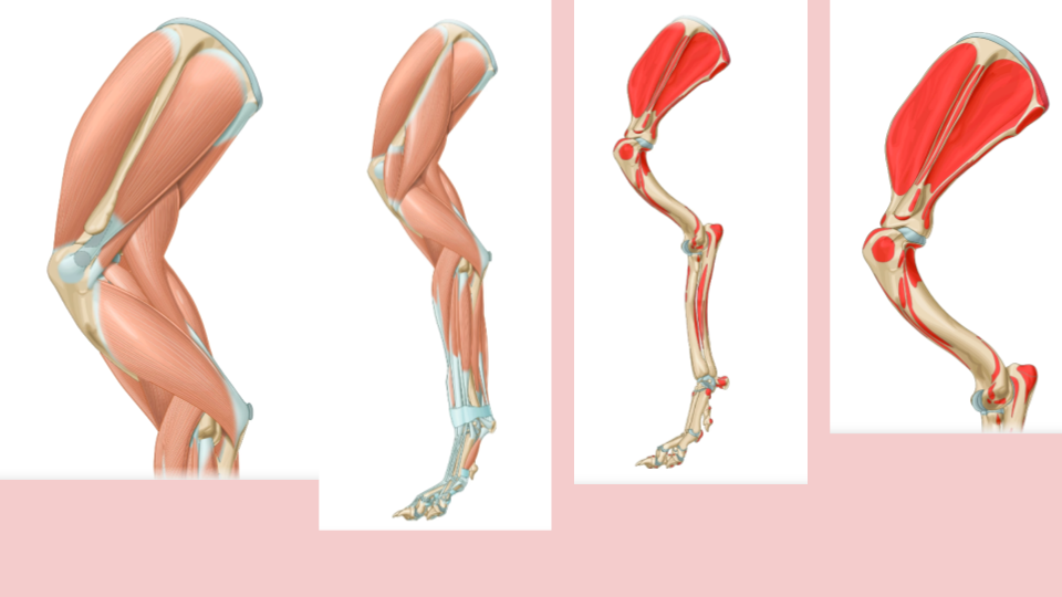 Progression of human leg anatomy showing muscles, bones, tendons, and joints from outer to inner layers.
