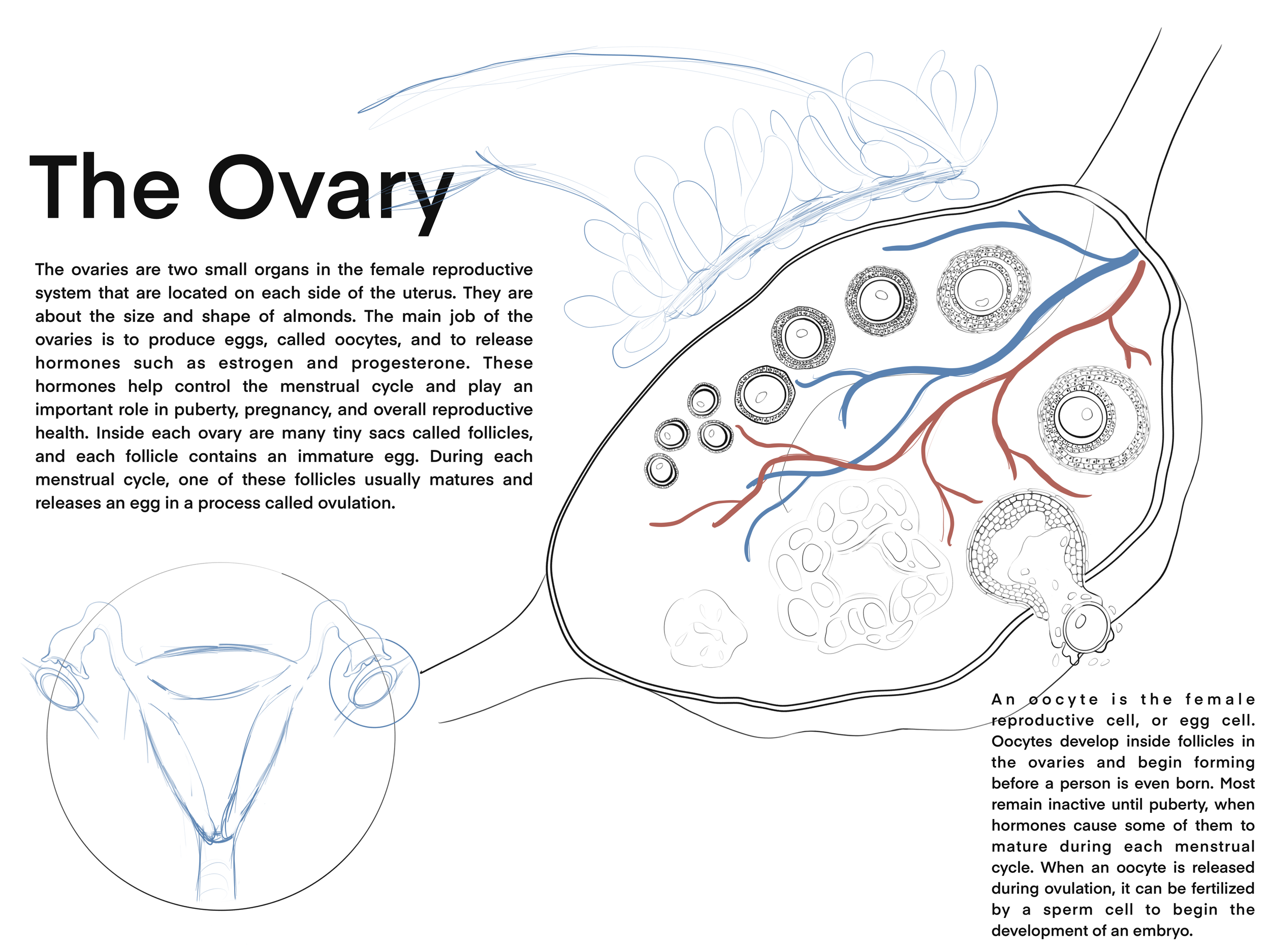 Diagram of female reproductive system highlighting ovaries and follicles, with accompanying text explaining ovary and oocyte development.