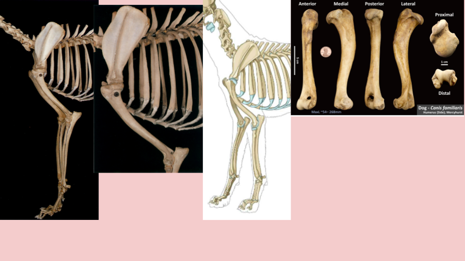 Comparison of dog skeletal structures, including detailed views of the shoulder, ribs, and leg bones in various perspectives and close-ups of individual bones.