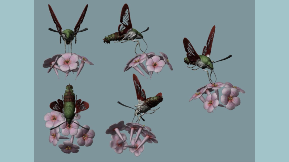 Six insects with green bodies and brown wings on pink flowers with five petals each, against a light blue background.
