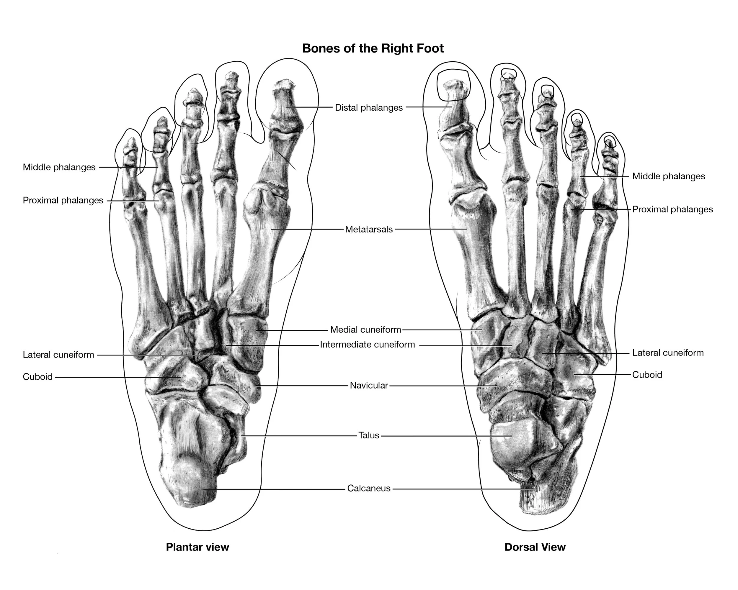 1_foot anatomy_thai_a.jpg
