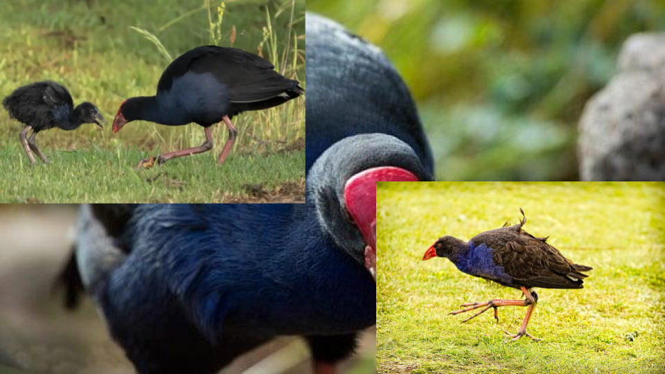 Collage of wild turkeys, including adult and juvenile birds, in grassy outdoor areas.