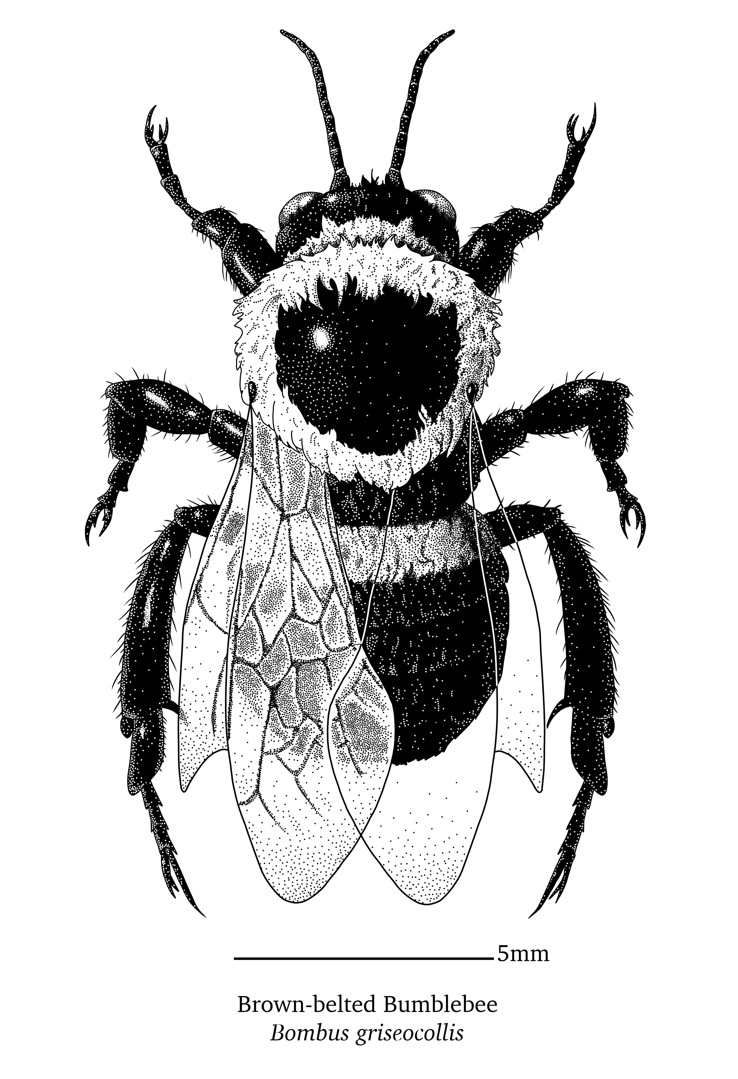 Insect_tangentless_thai.png
