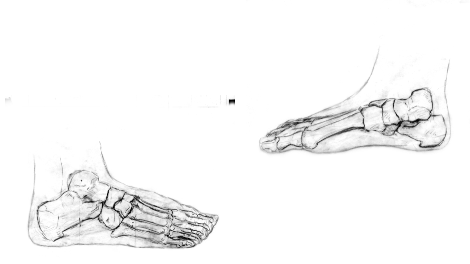 Sketch of two side views of a human foot with bones visible.