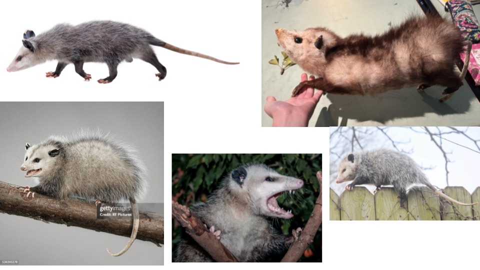 A collage of five different opossums in various poses and environments.