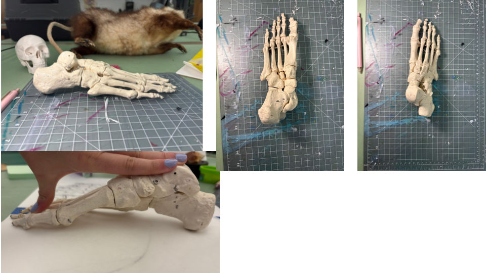 A series of skeletal models of an animal, possibly a dog, in different positions on a cutting mat. The models are made from a bone-like material. One image shows a hand holding a skeleton to demonstrate its size. Another image shows a dead animal, po