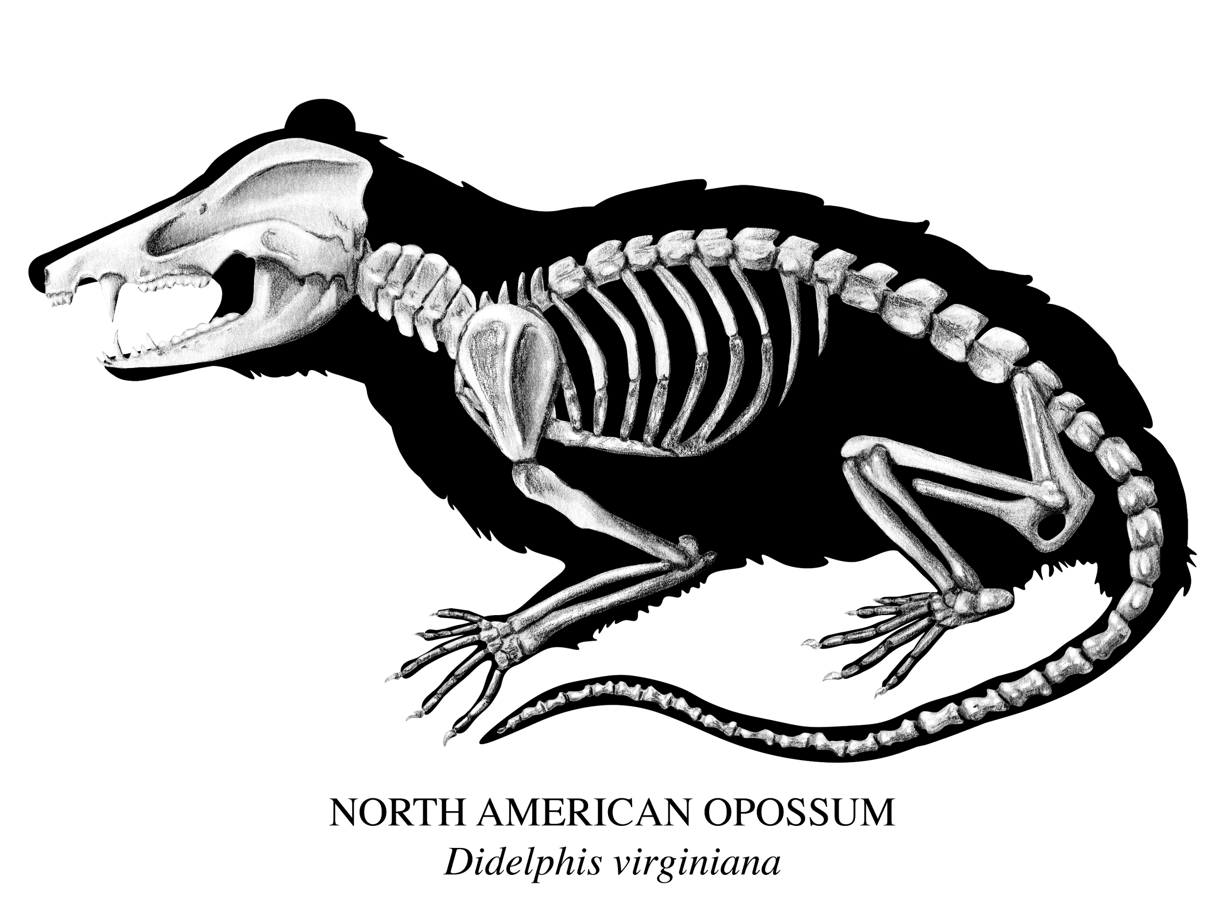 Illustration of a fossilized North American opossum skeleton with the scientific name Didelphis virginiana.
