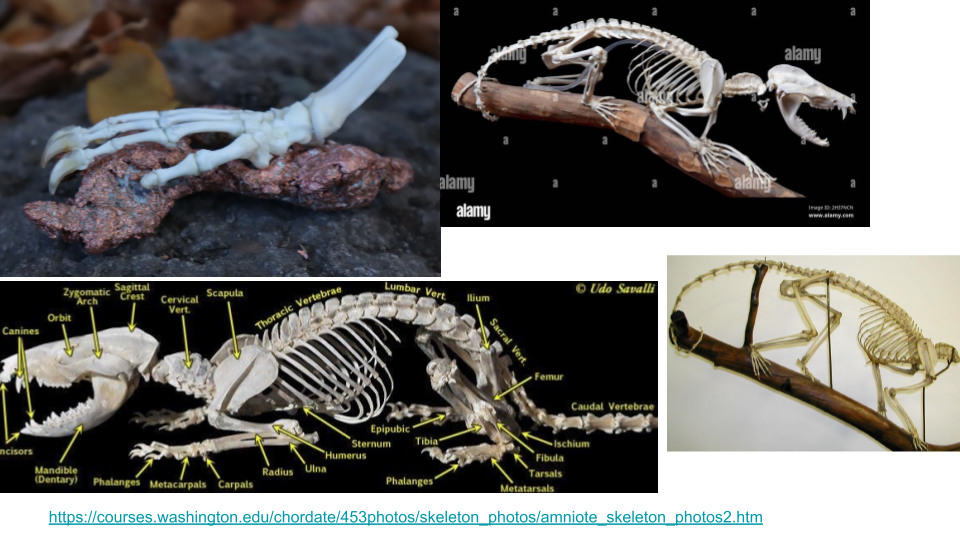 Compilation of four images of frog skeletons and remains, showing bones and skeletal structures.