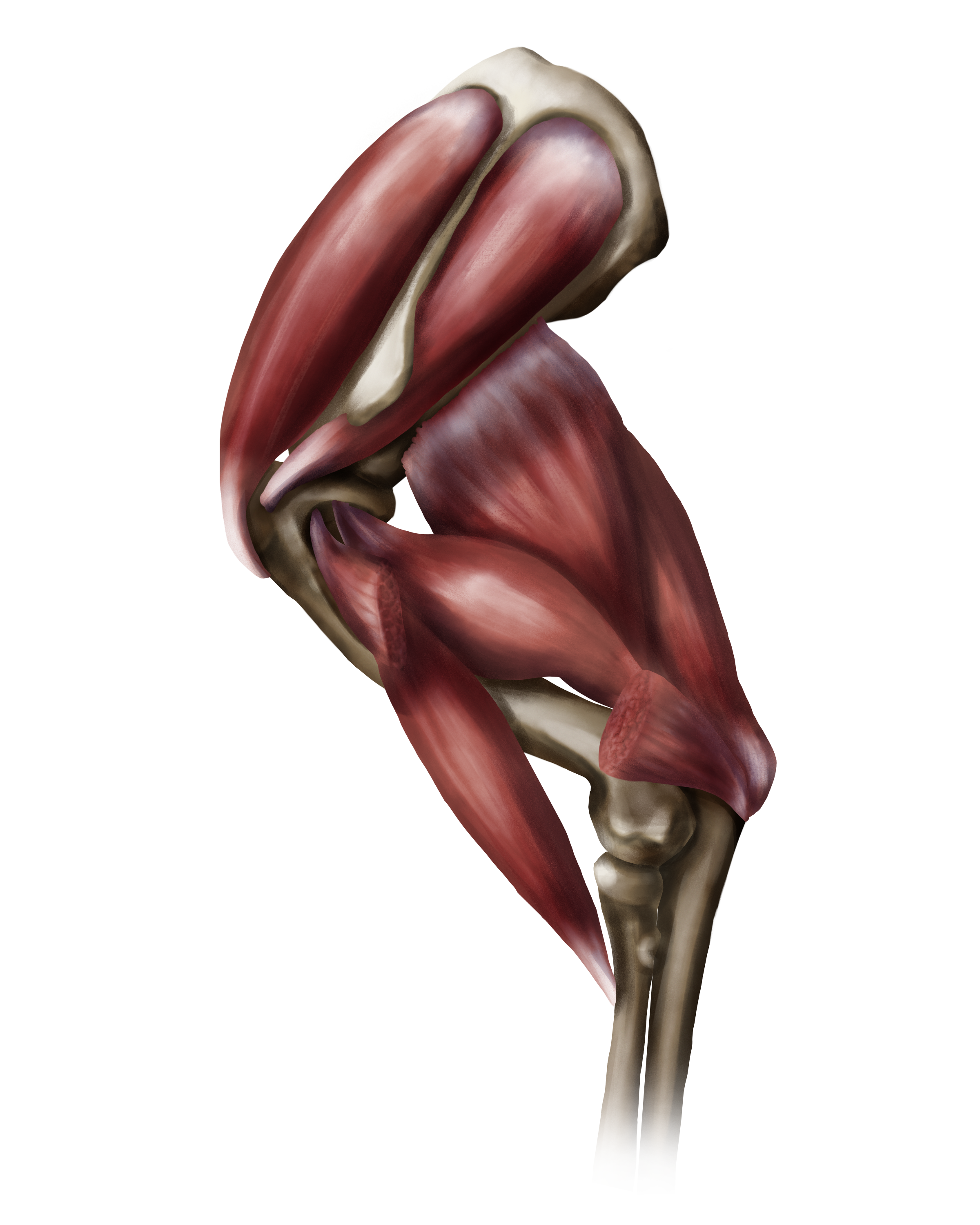 Anatomical Illustration