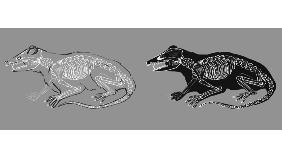 Two images of a rat skeleton, one outlined in white on a gray background, the other filled in black with white skeleton details.