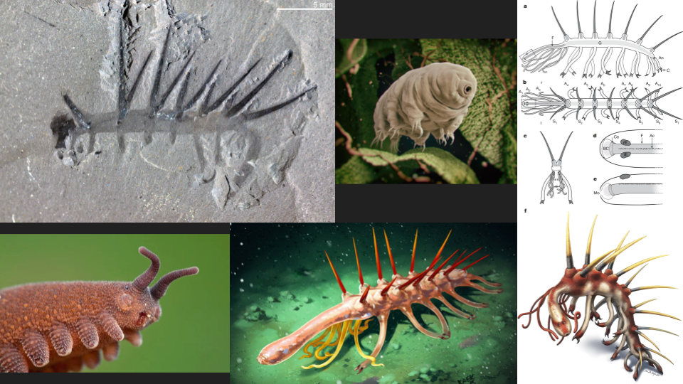 A collage of various images of marine invertebrates, including a fossil of a sea creature, a microscopic close-up of a tardigrade, diagrammatic illustrations of a crustacean or shrimp, and photographs of different sea worms or similar creatures with 