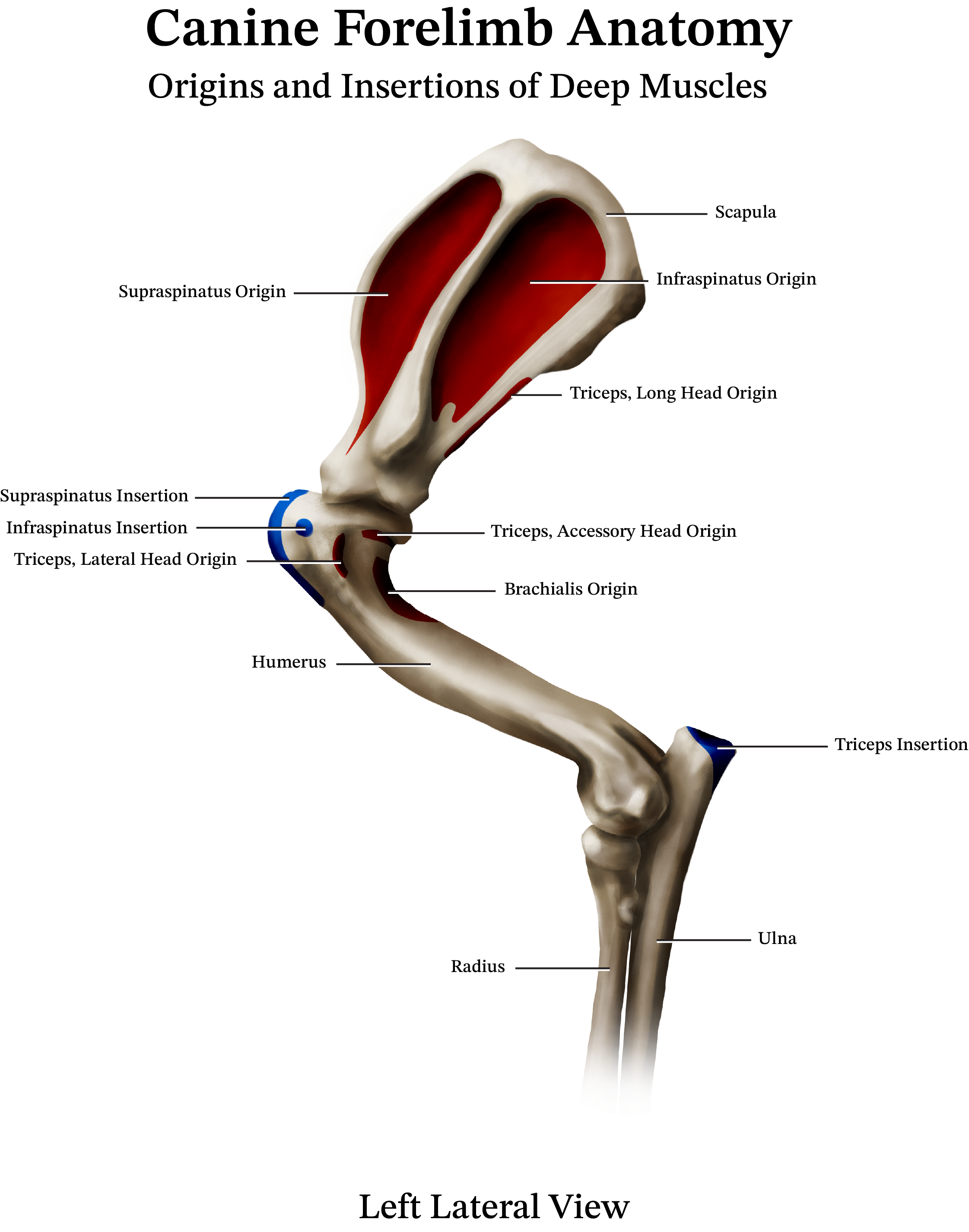 Diagram of canine forelimb anatomy showing origins and insertions of deep muscles, including scapula, infraspinatus origin, supraspinatus origin, triceps long head origin, triceps accessory head origin, triceps lateral head origin, humerus, ulna, radius, and triceps insertion, with a left lateral view labeled at the bottom.