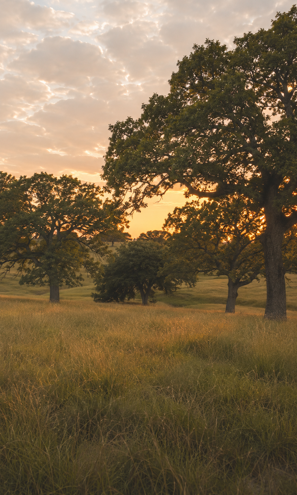 A scenic landscape of a grassy field with several large trees during sunset, with a cloudy sky overhead and warm, golden light.