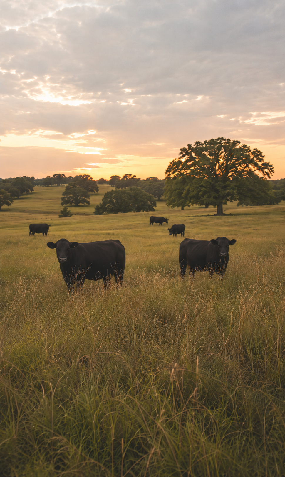 Cows grazing in a field during sunset with a large tree and rolling hills in the background.