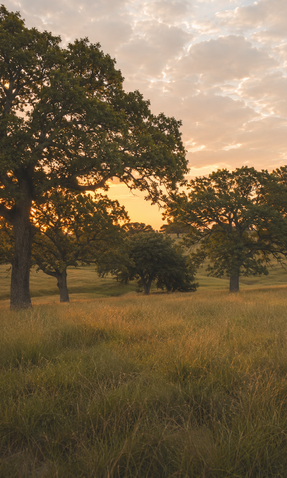 A scenic landscape of a grassy field with several large trees scattered throughout, under a sky with clouds and the warm glow of sunset or sunrise.