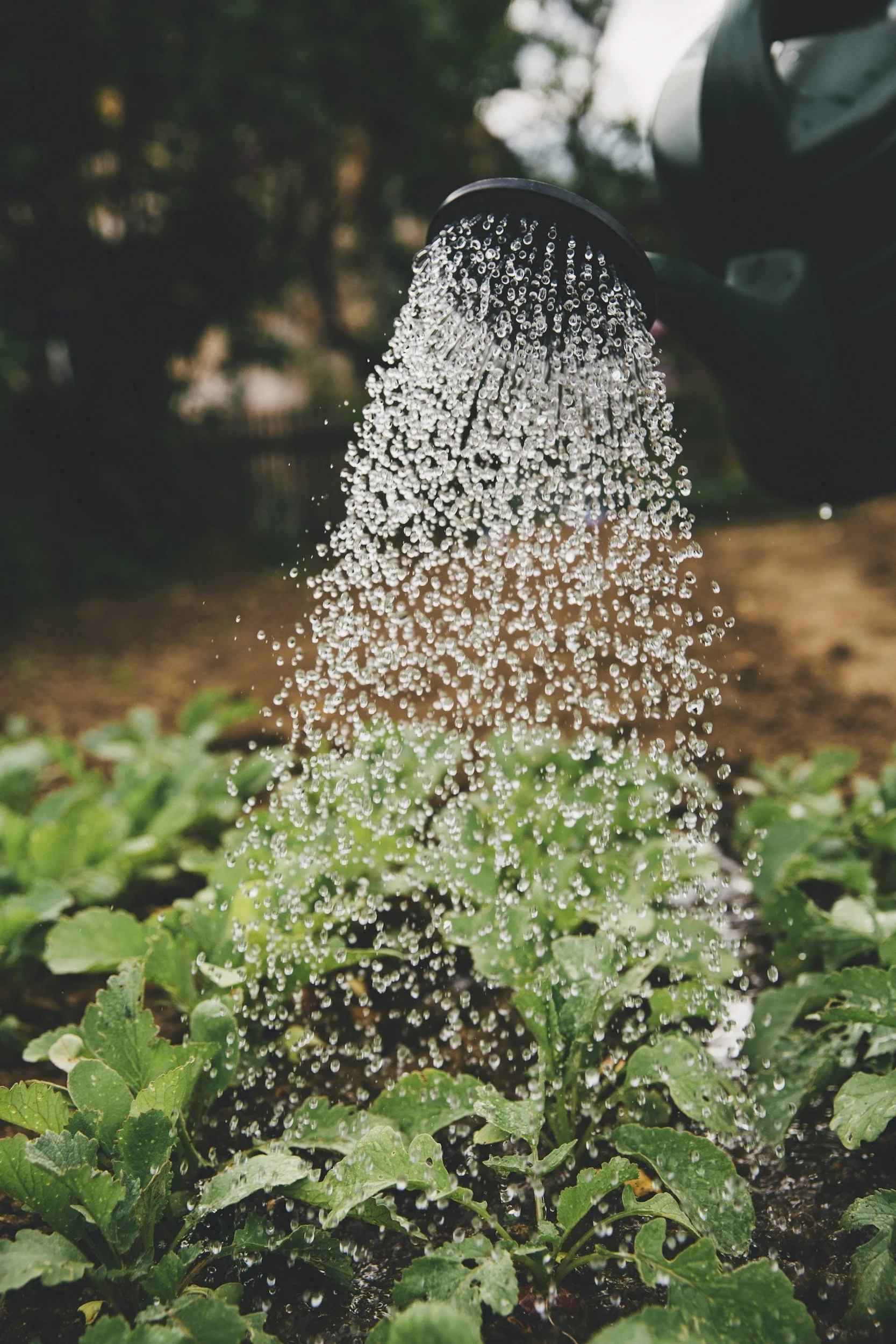 A garden watering can pouring water onto green plants in a garden.