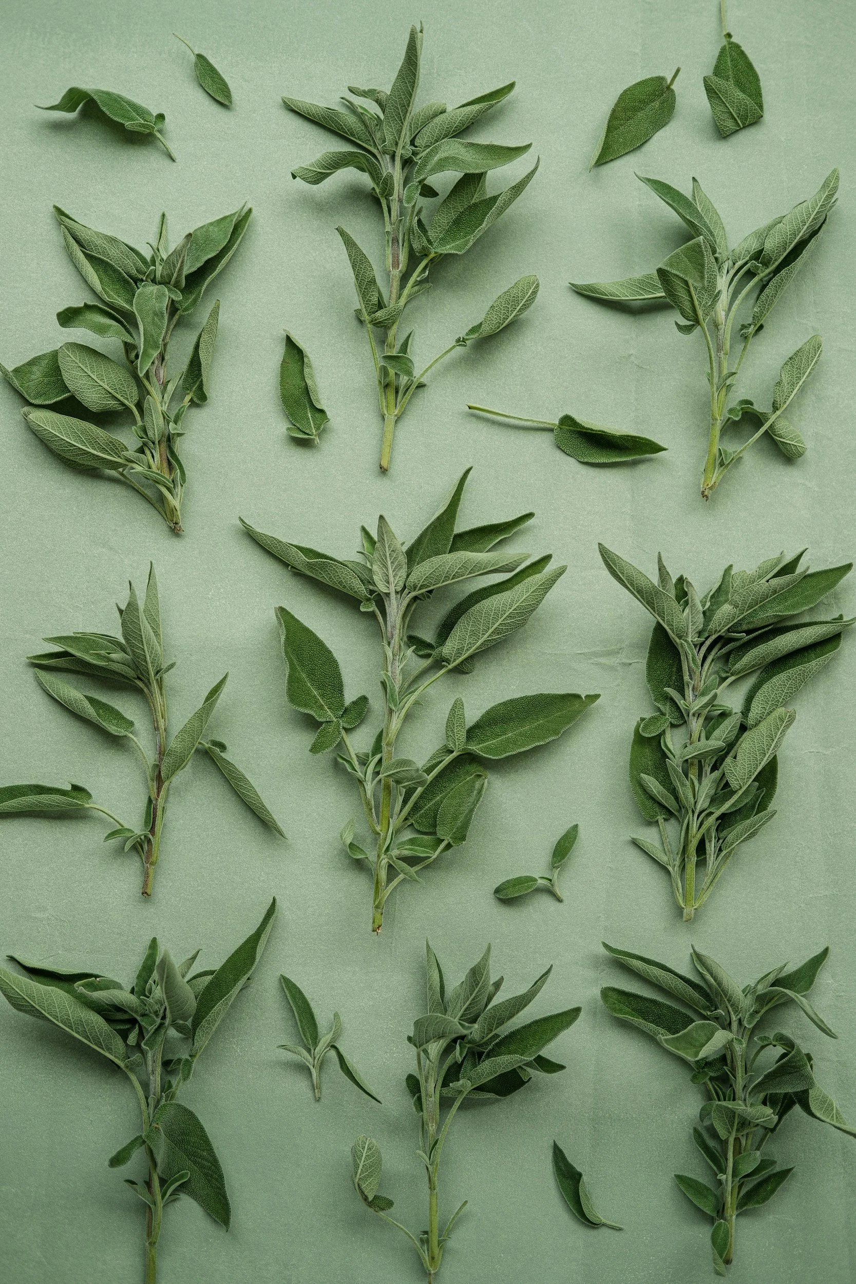 Various sprigs of green sage herb with elongated, textured leaves on a light green background.