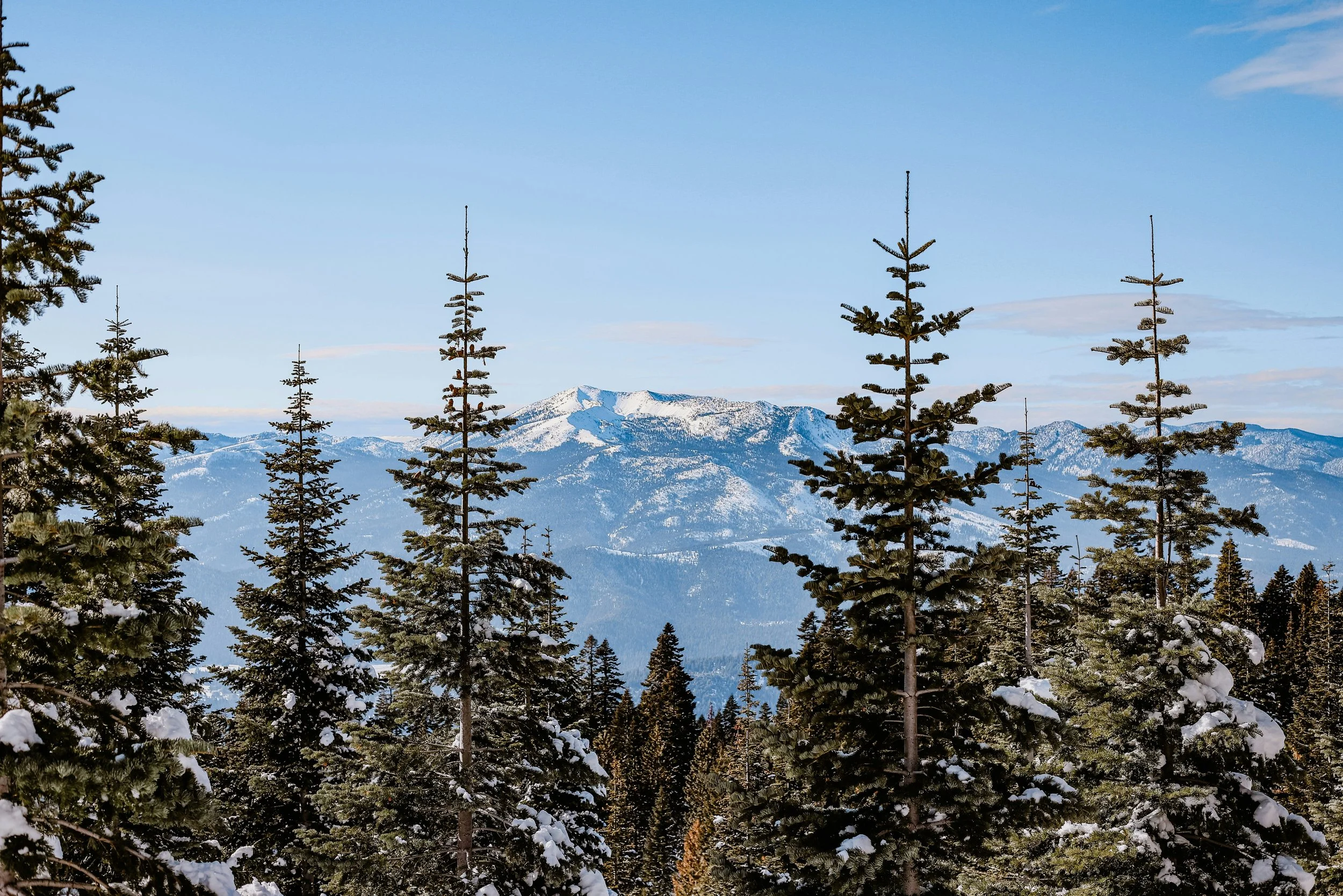 Snow-covered pine trees in a mountainous landscape with a clear blue sky.