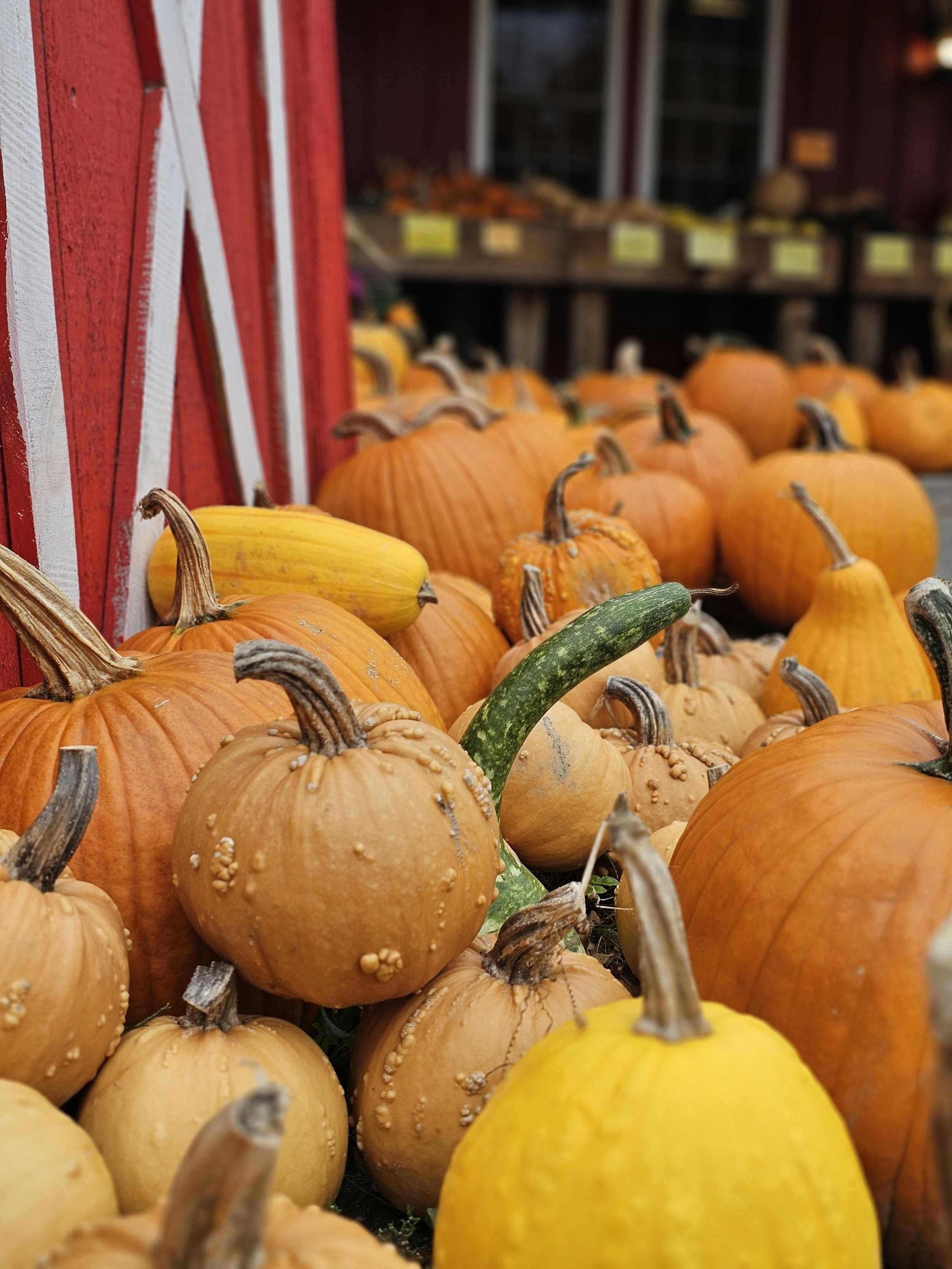 Various pumpkins and gourds in orange, yellow, and green colors are displayed outside on the ground, with a red wooden structure to the side and a blurred background.