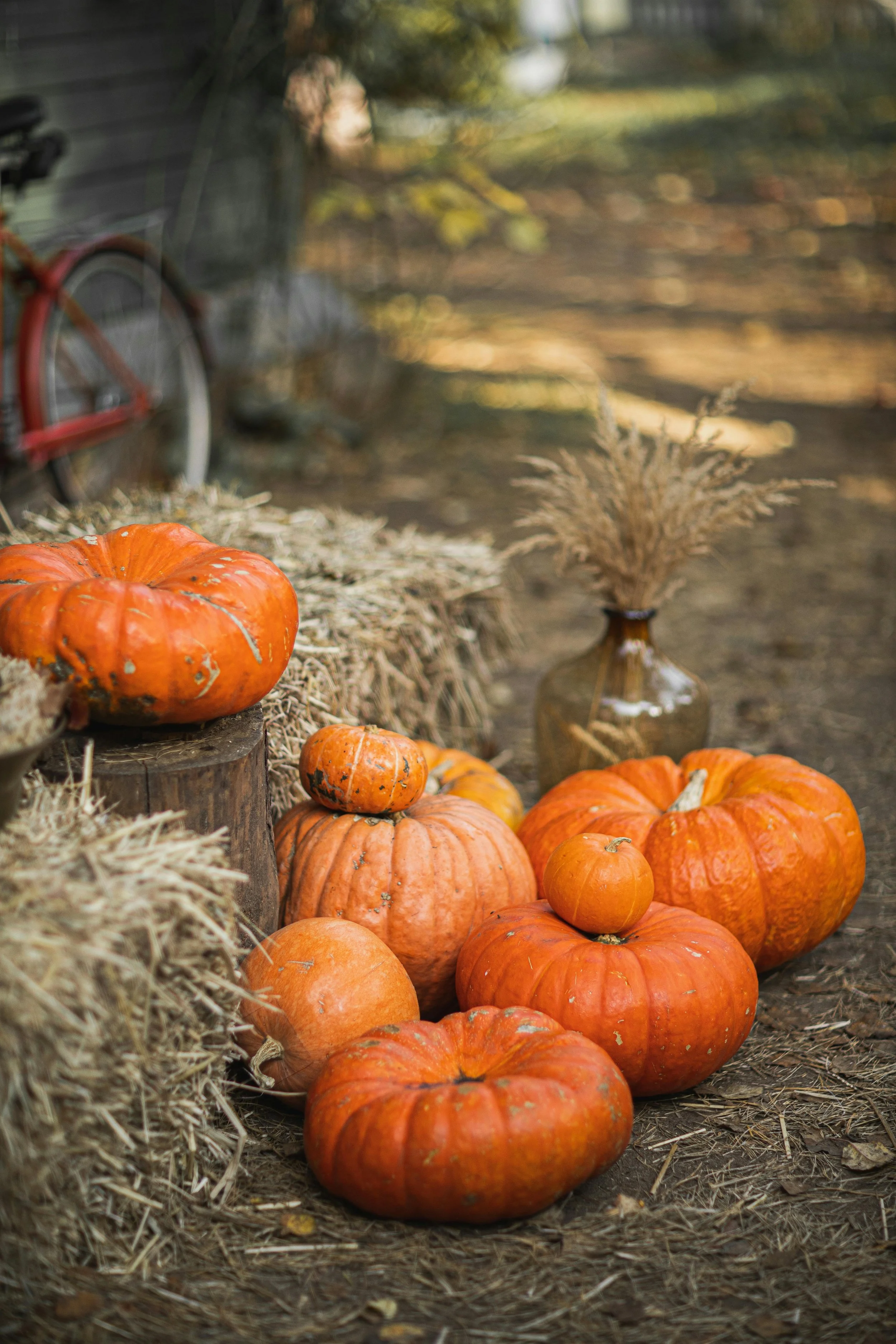A collection of orange pumpkins of various sizes arranged on the ground with straw and dried plants, with a blurred background of a rustic outdoor setting including a bicycle, a pottery vase with dried grasses, and fallen autumn leaves.
